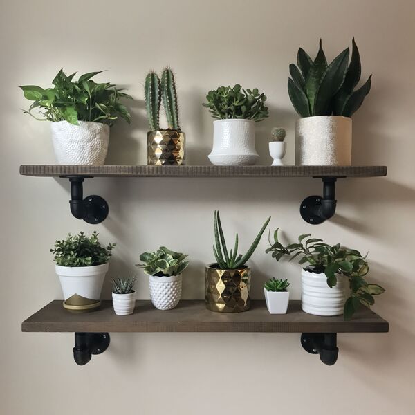 Perete cu rafturi și numeroase plante de interior în ghivece